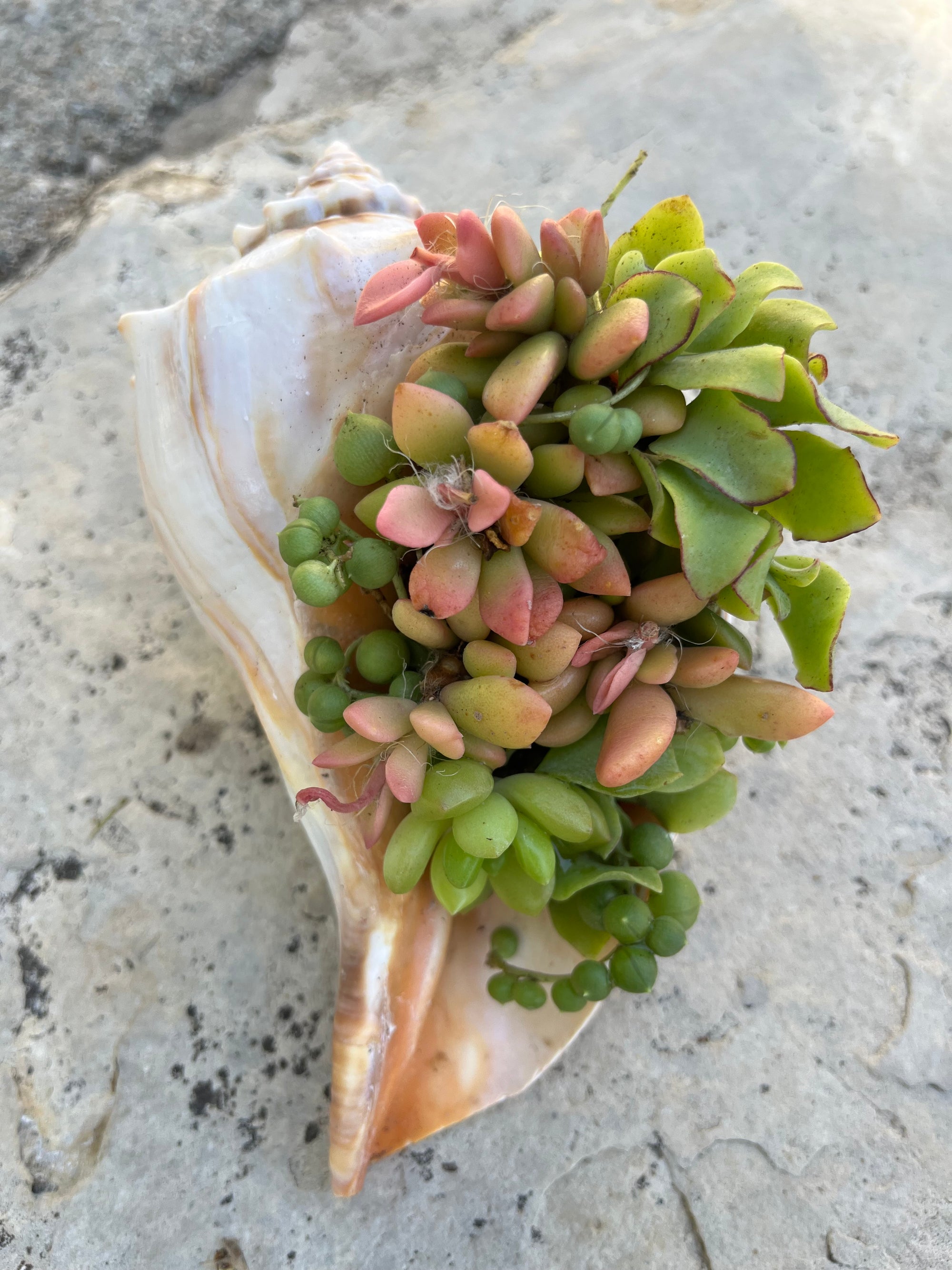 Seashell Succulent