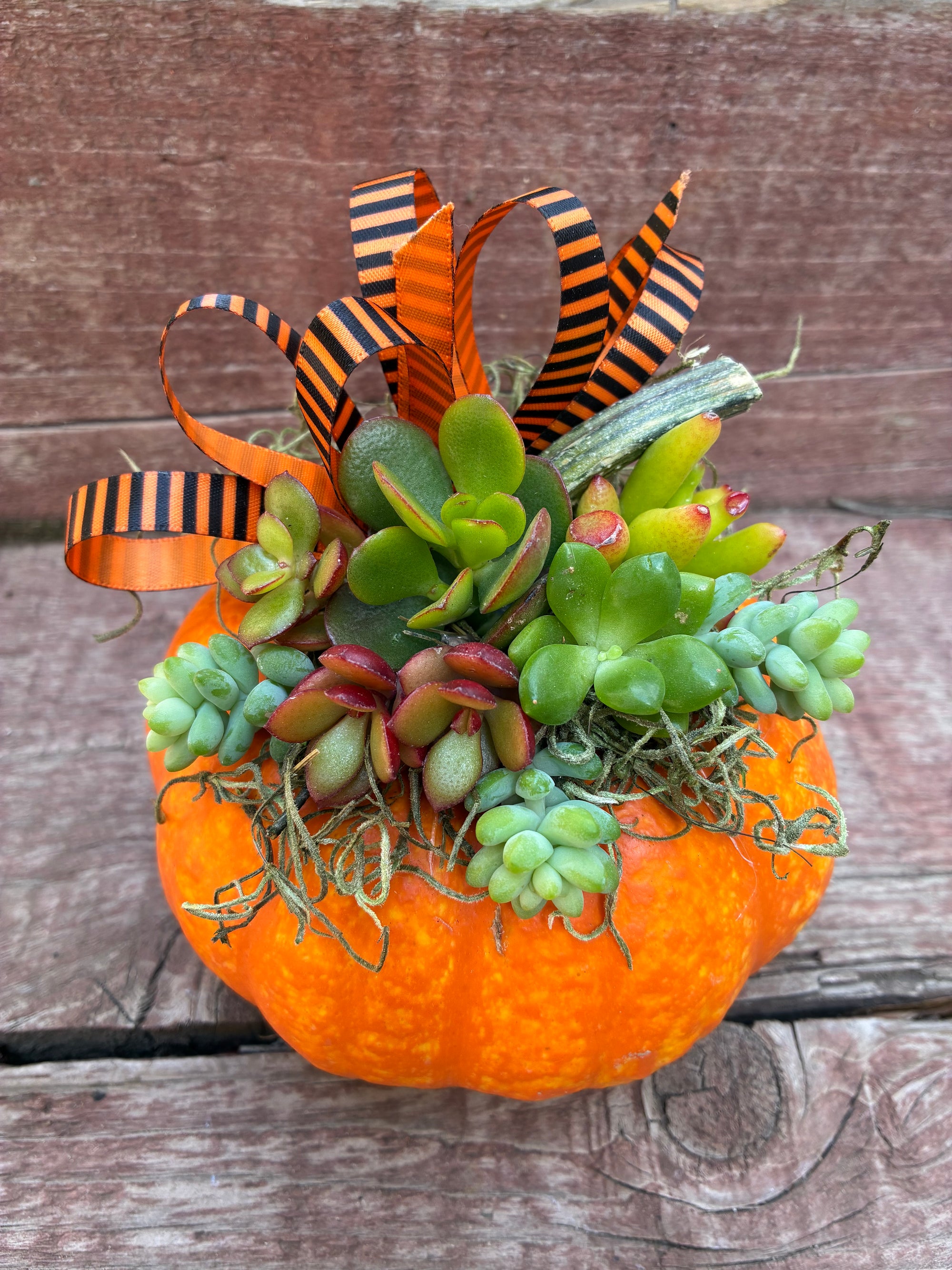 Pumpkin Succulent