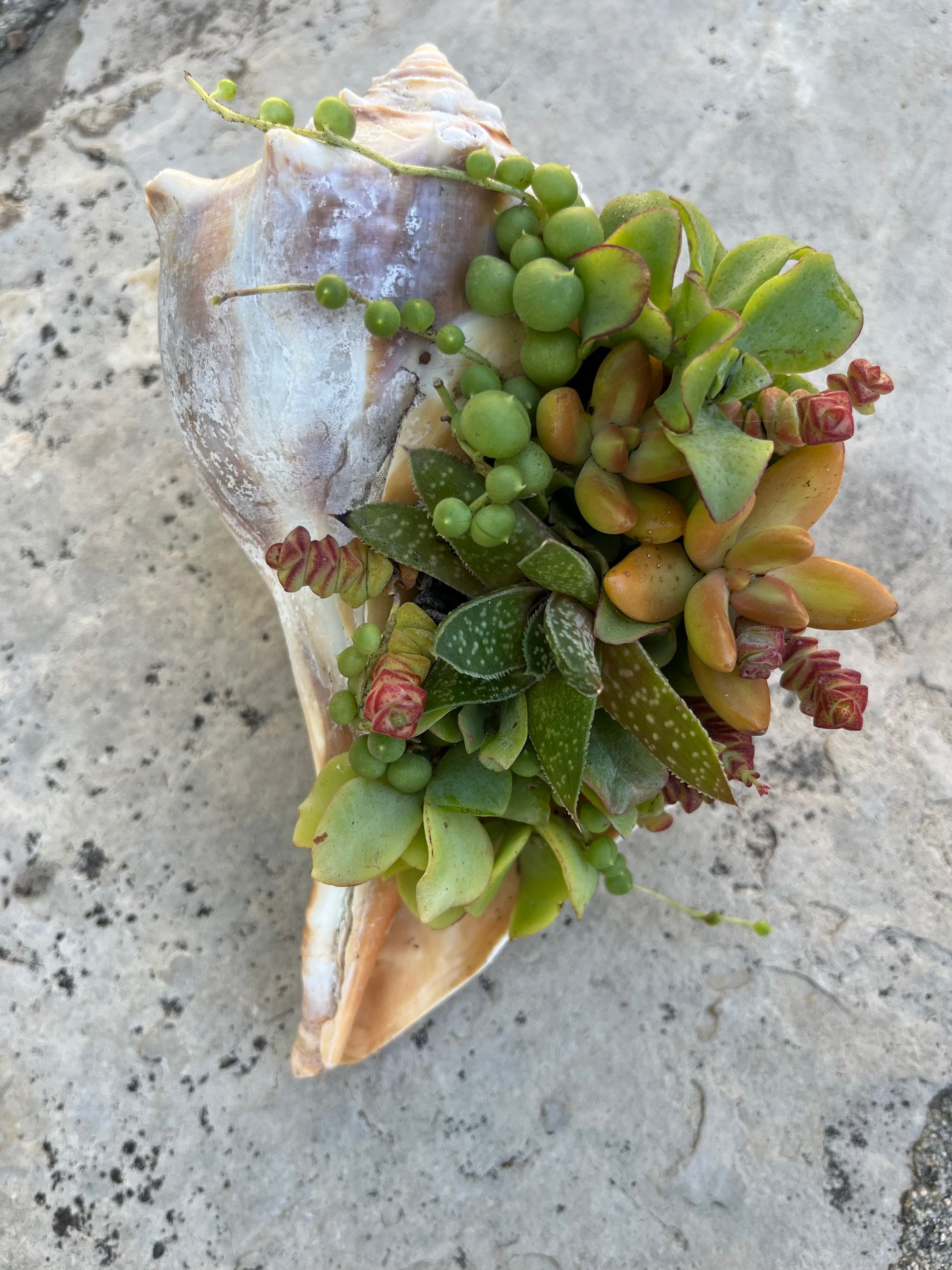 Seashell Succulent
