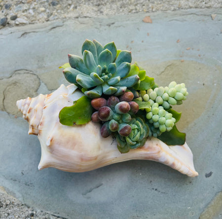 Seashell Succulent #405
