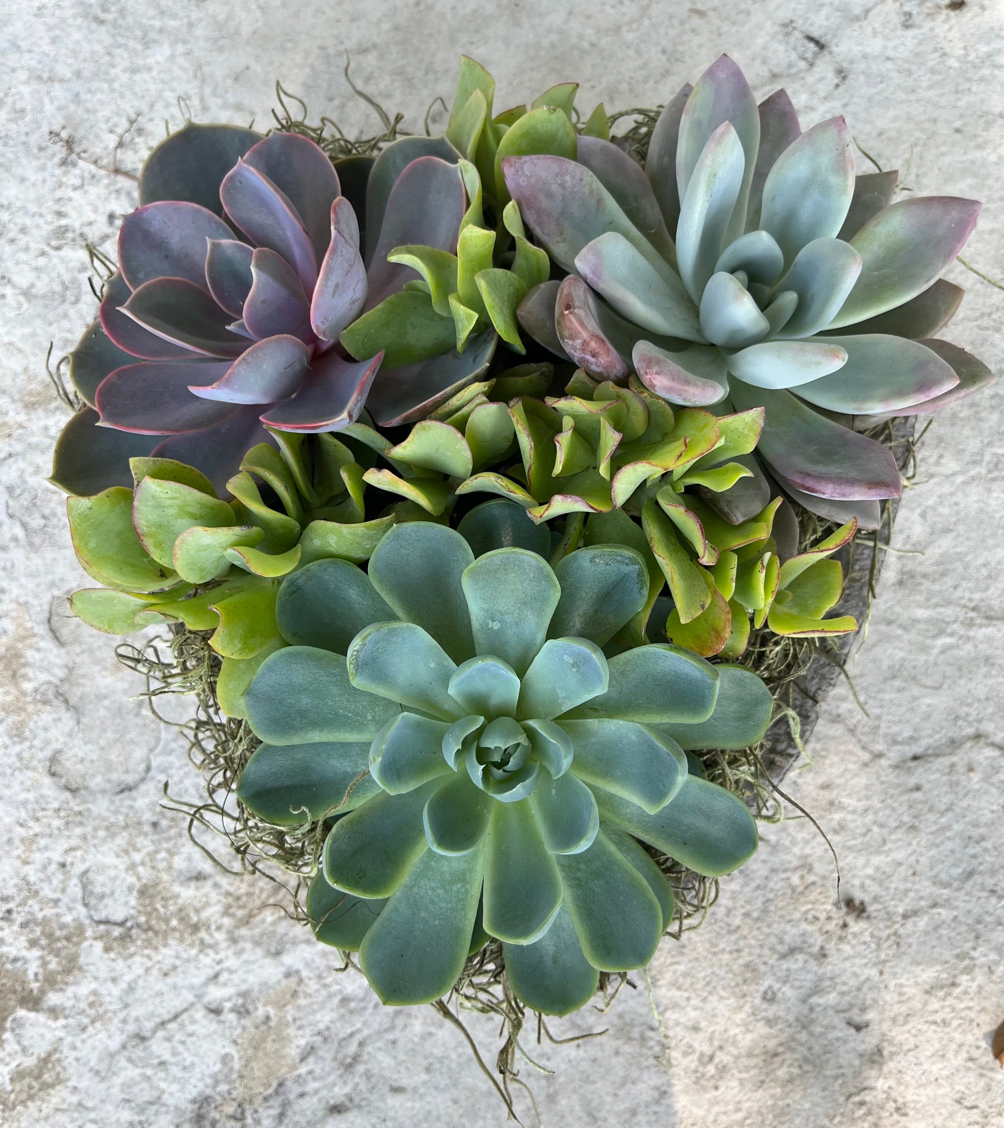 Large Heart Succulent