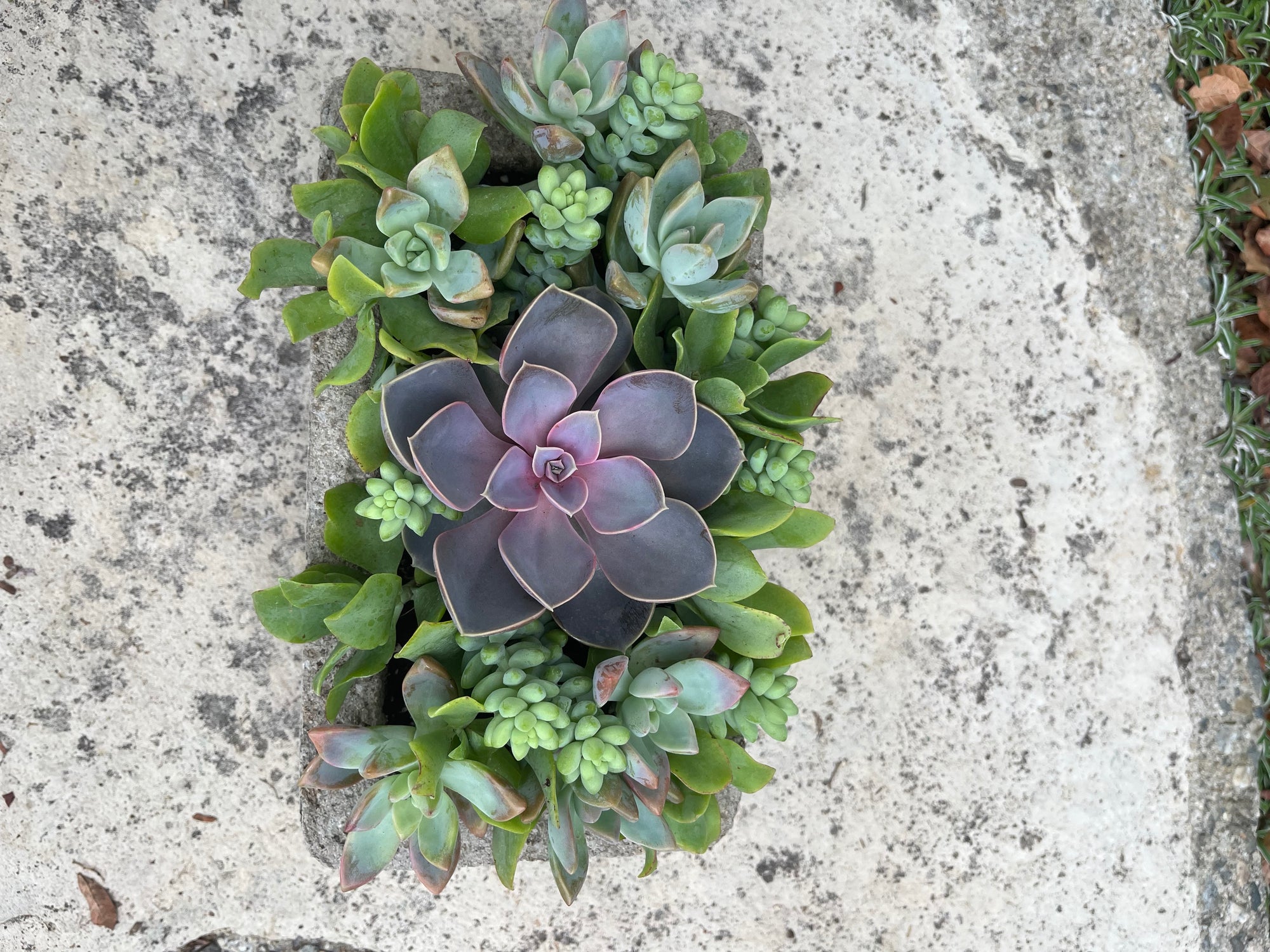 Rectangle Succulent