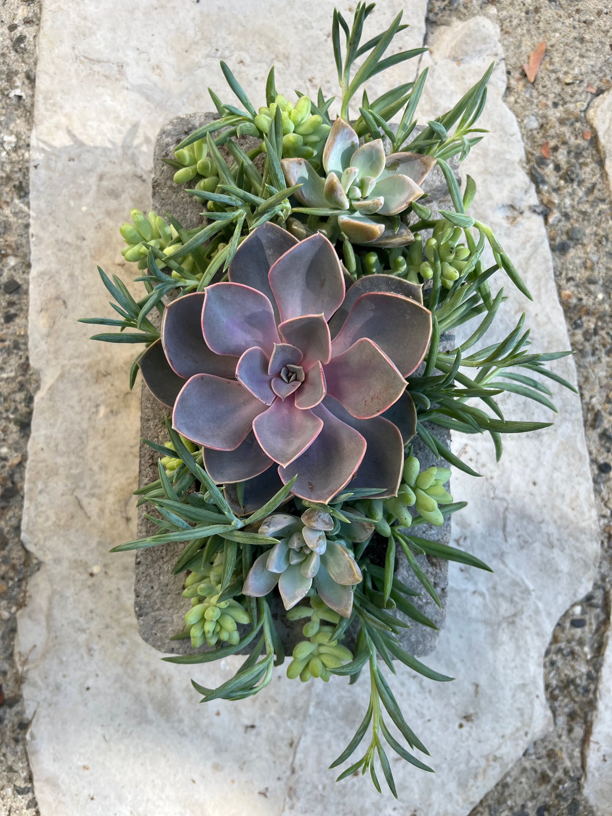 Square Succulent