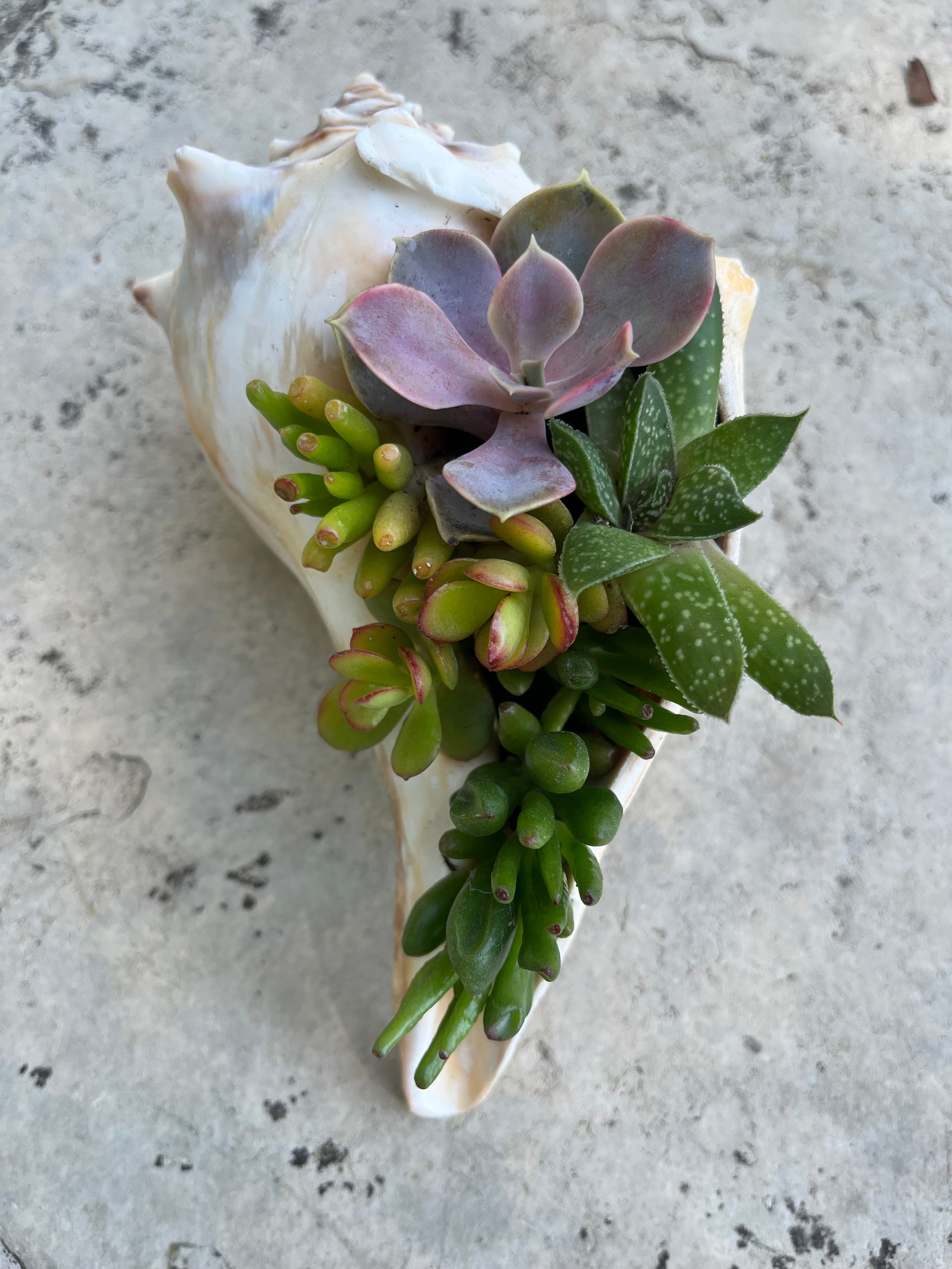 Seashell Succulent