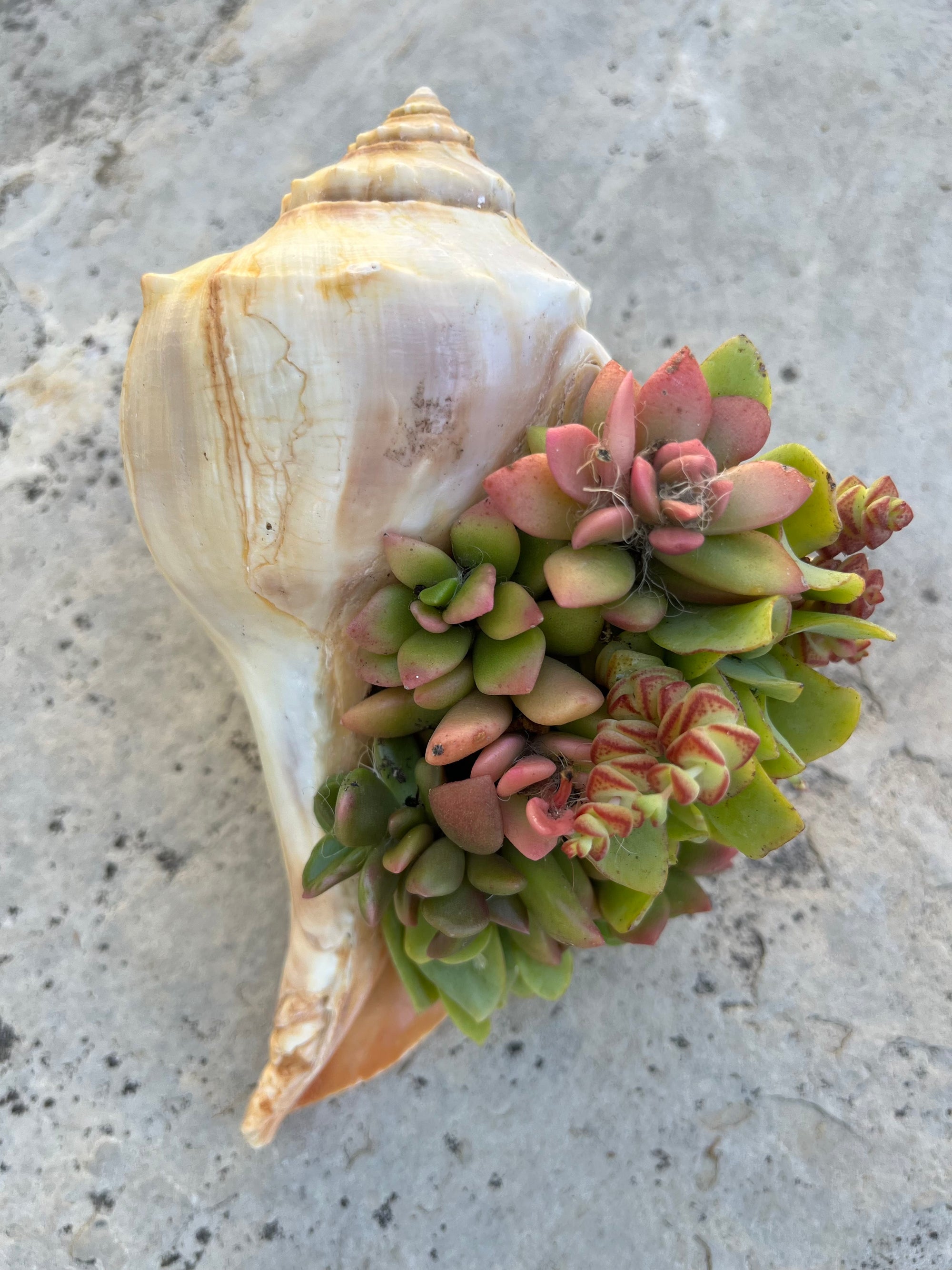 Seashell Succulent
