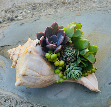 Seashell Succulent #404