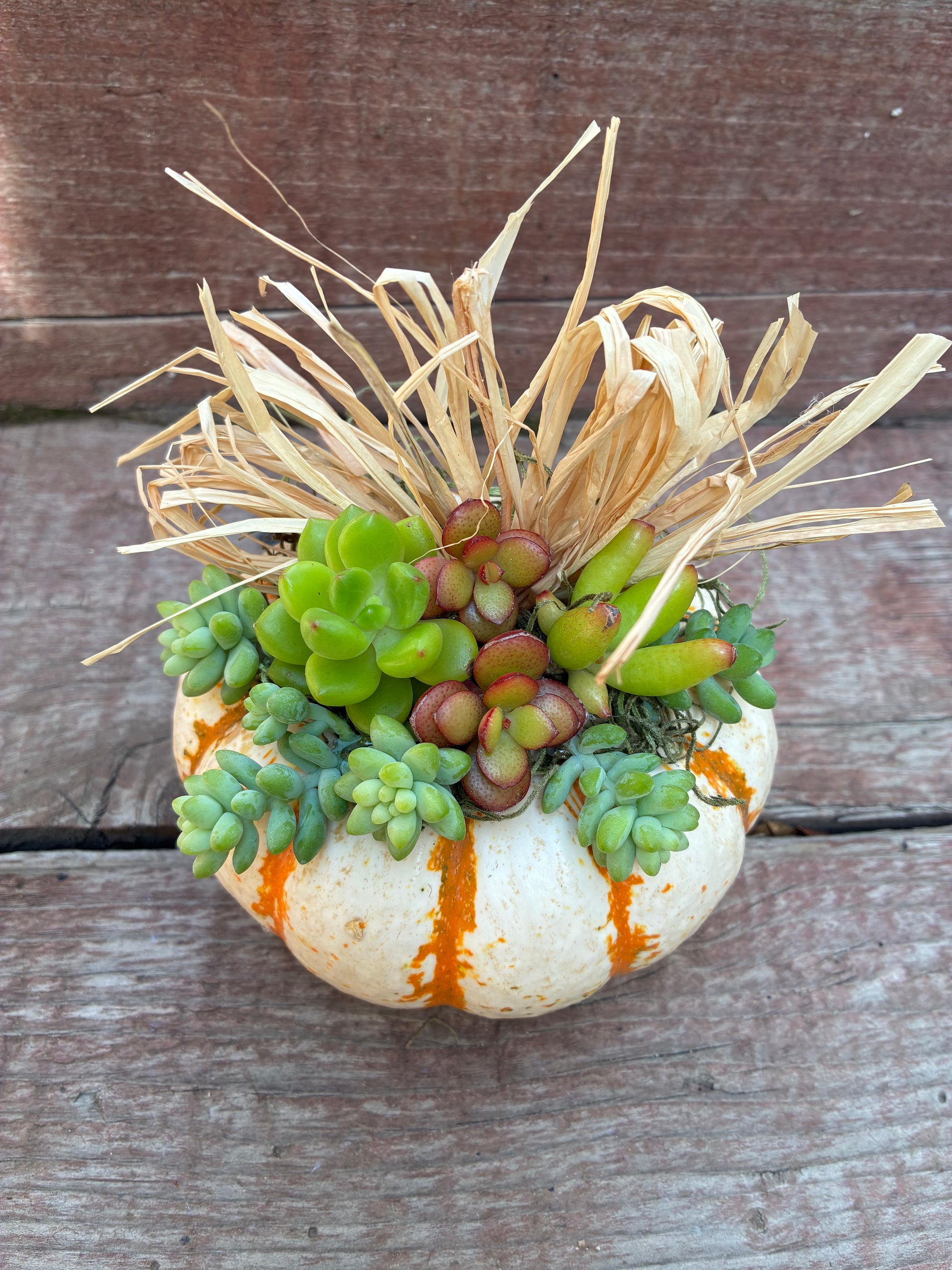 Pumpkin Succulent
