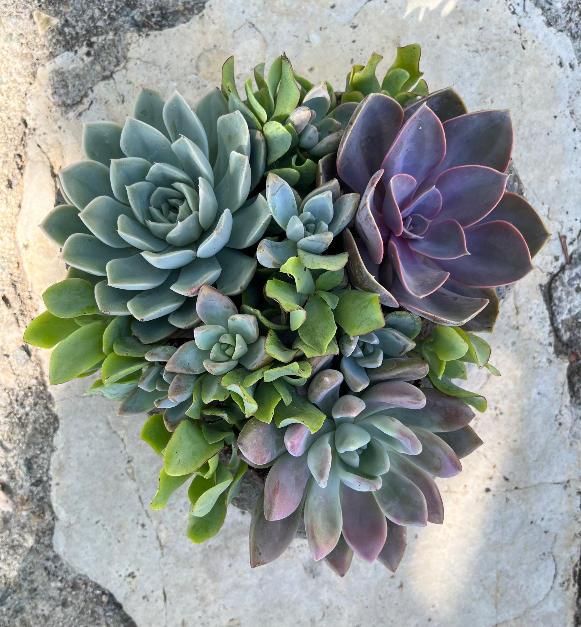 Large Heart Succulent