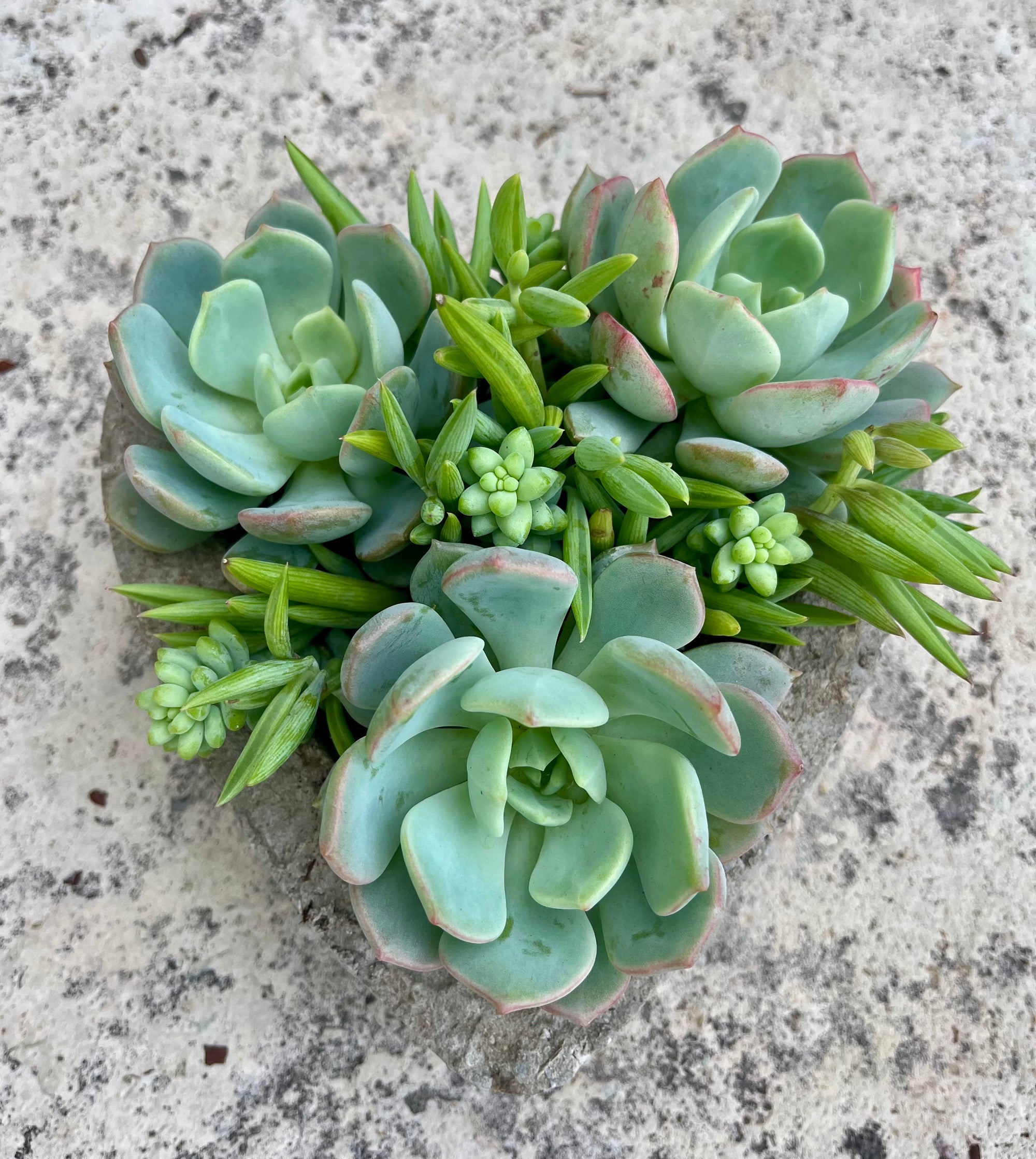 Small Heart Succulent
