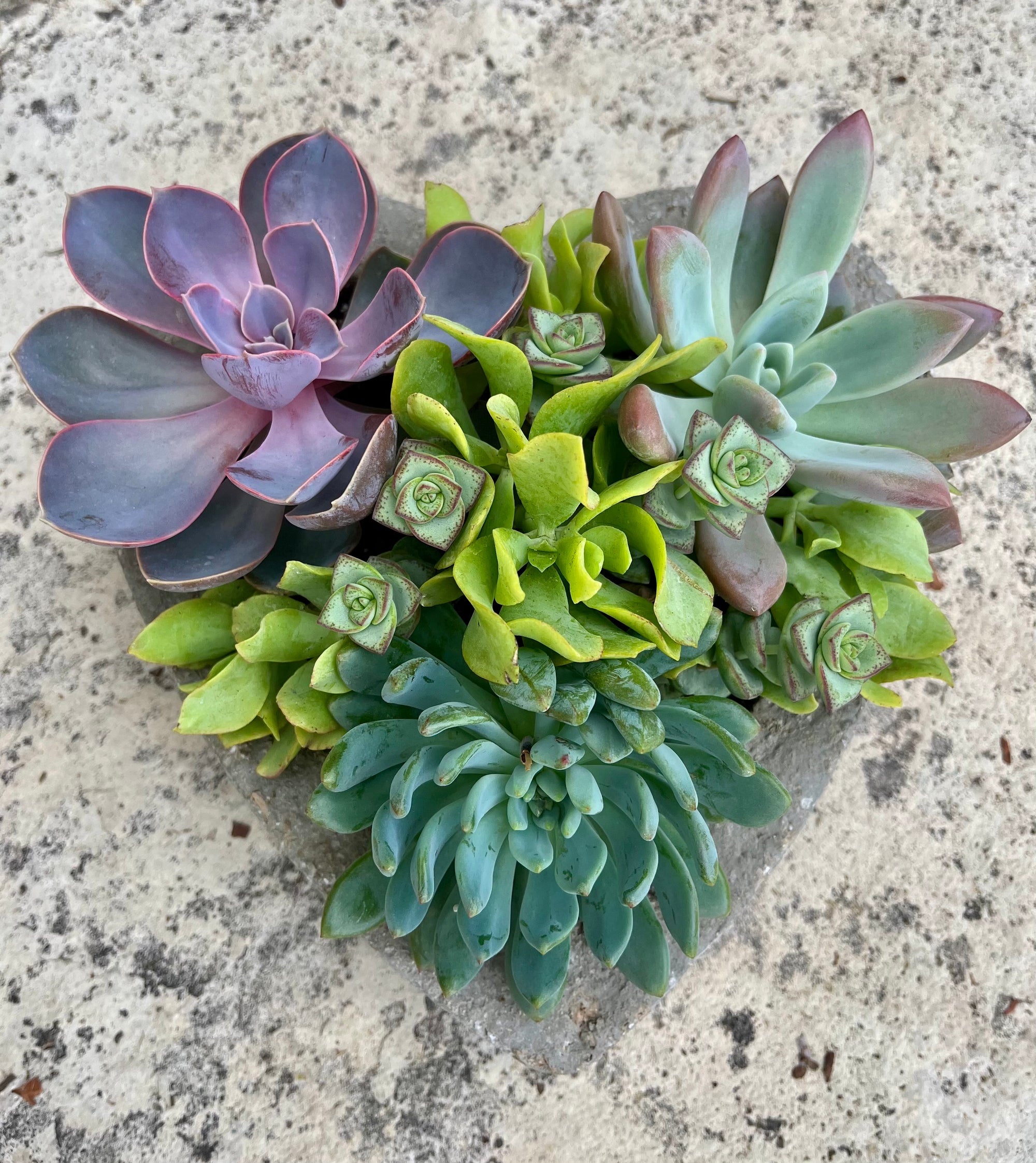 Large Heart Succulent