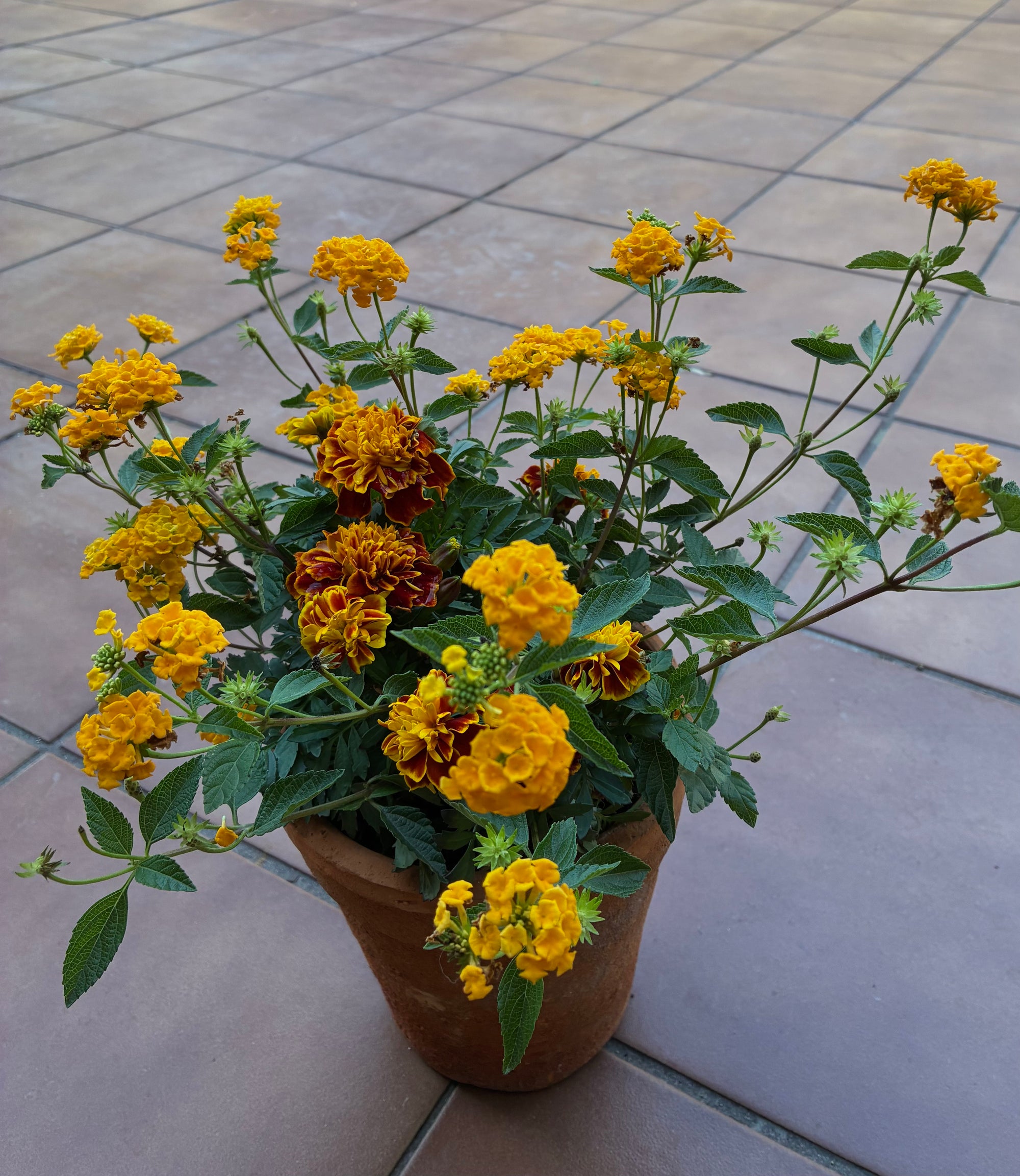 Harvest Floral Terracotta Planter