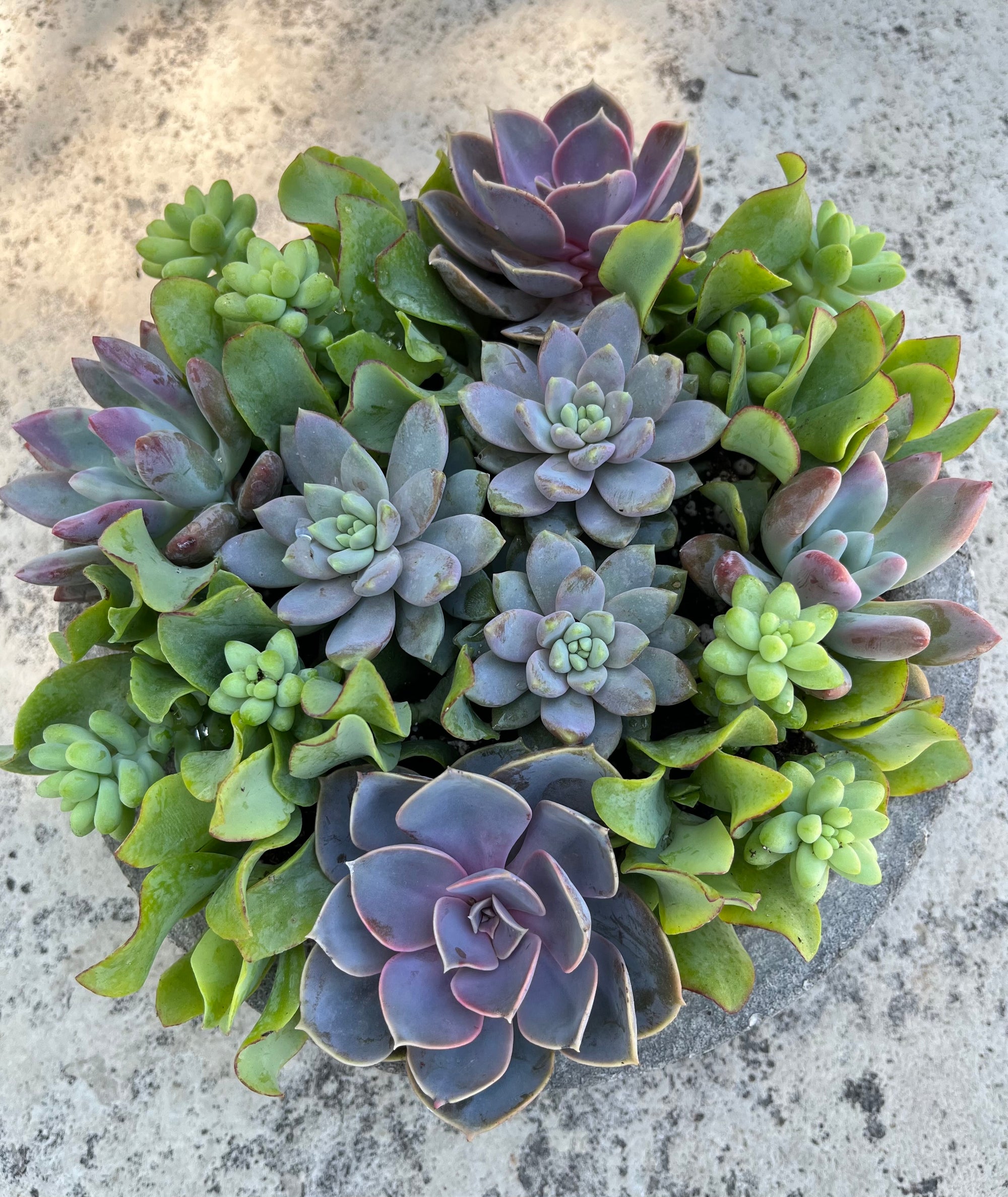 Circle Succulent
