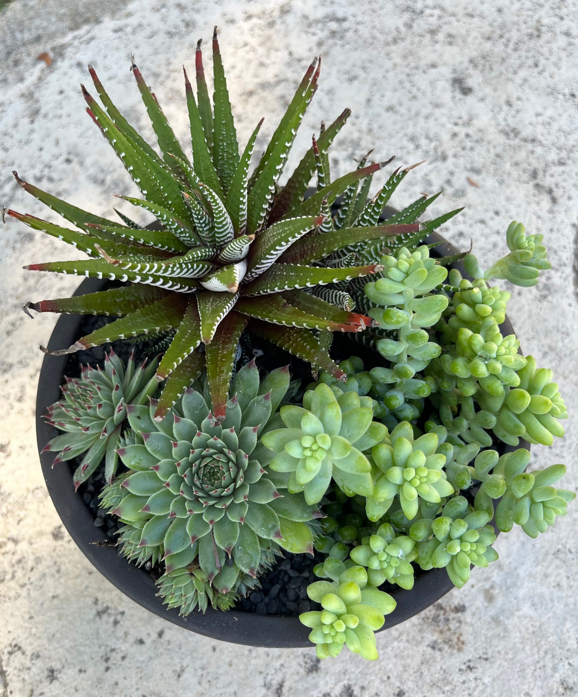 Circle Succulent