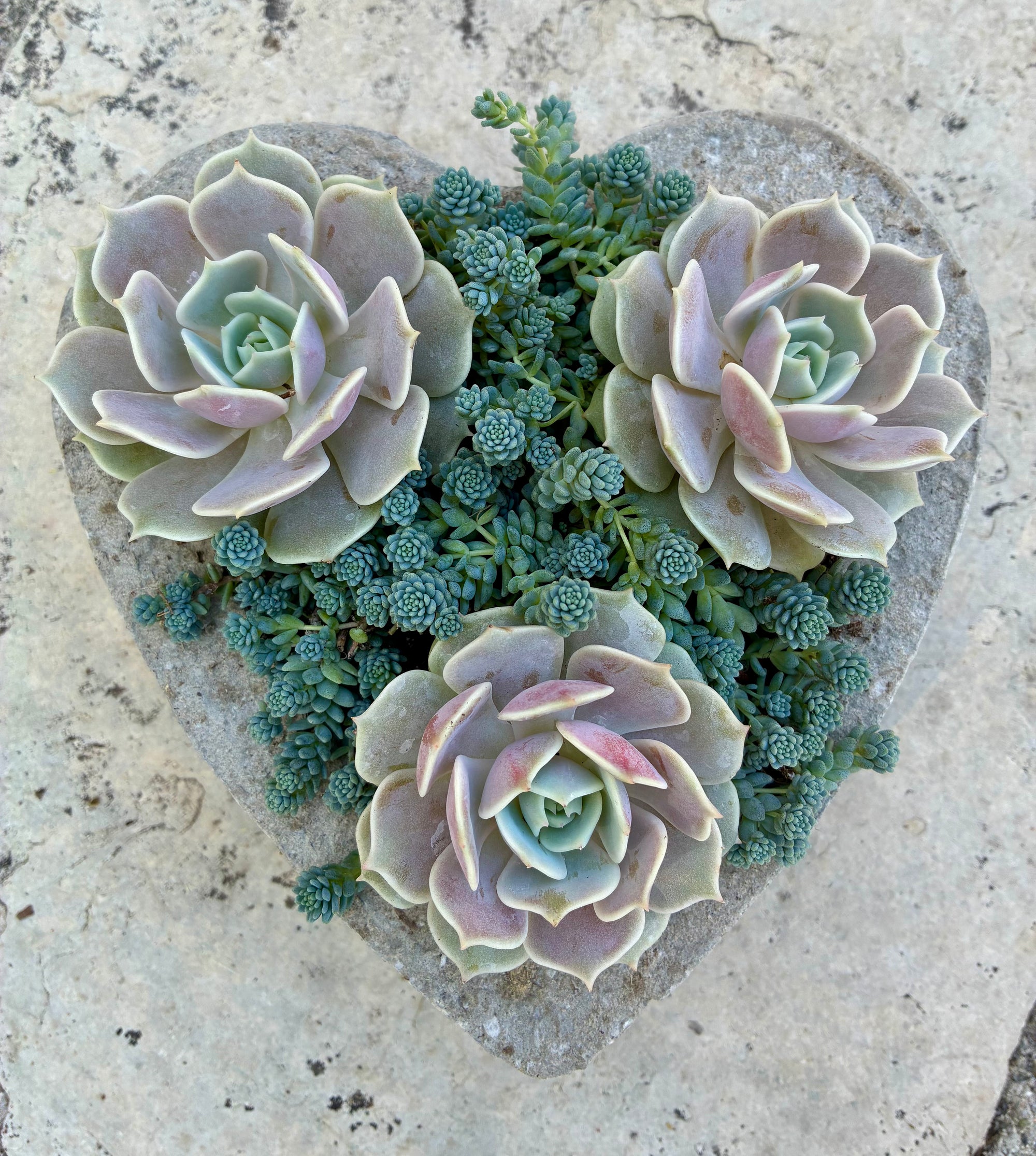 Small Heart Succulent