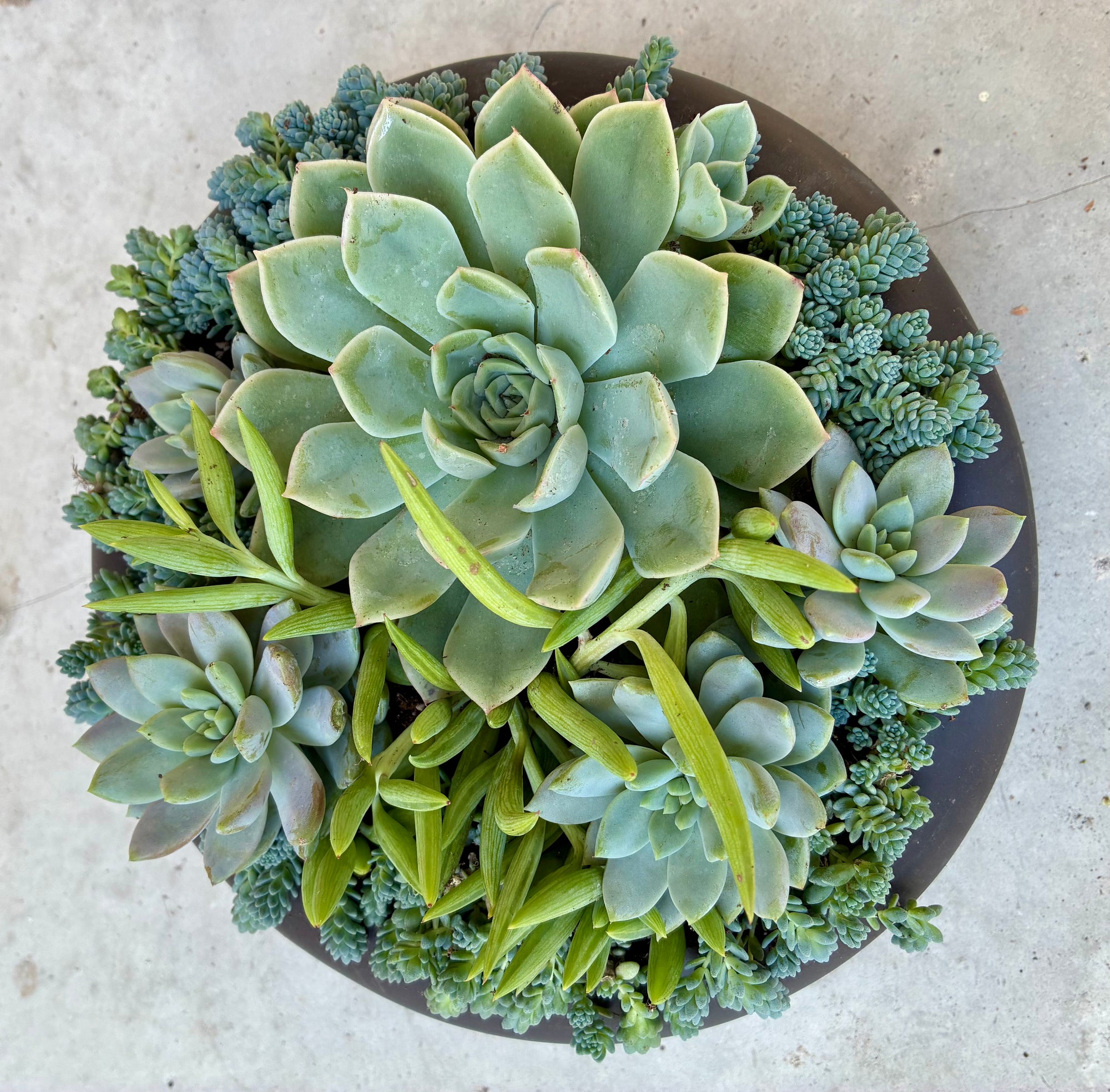 Circle Succulent