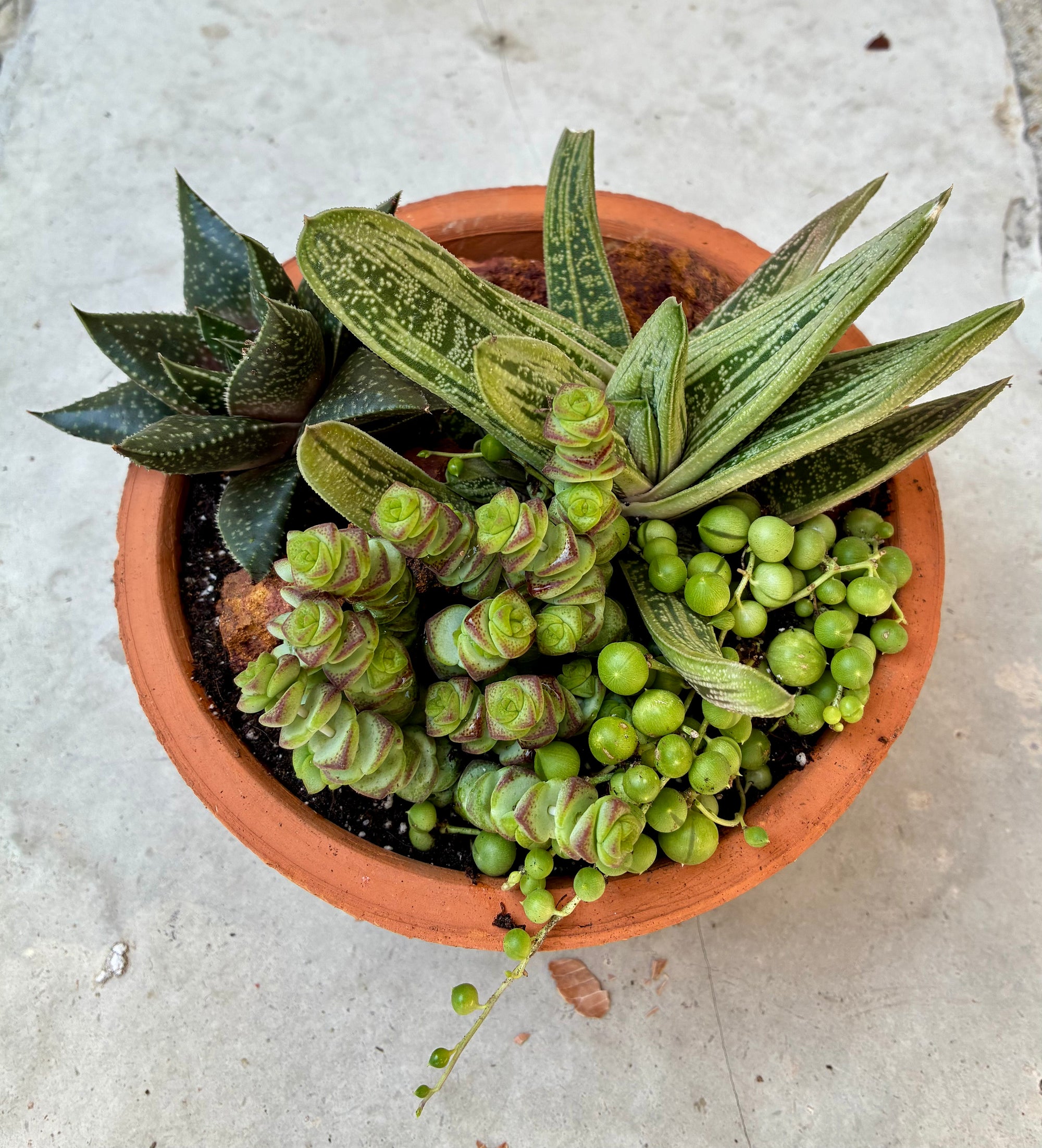 Terracotta Succulent