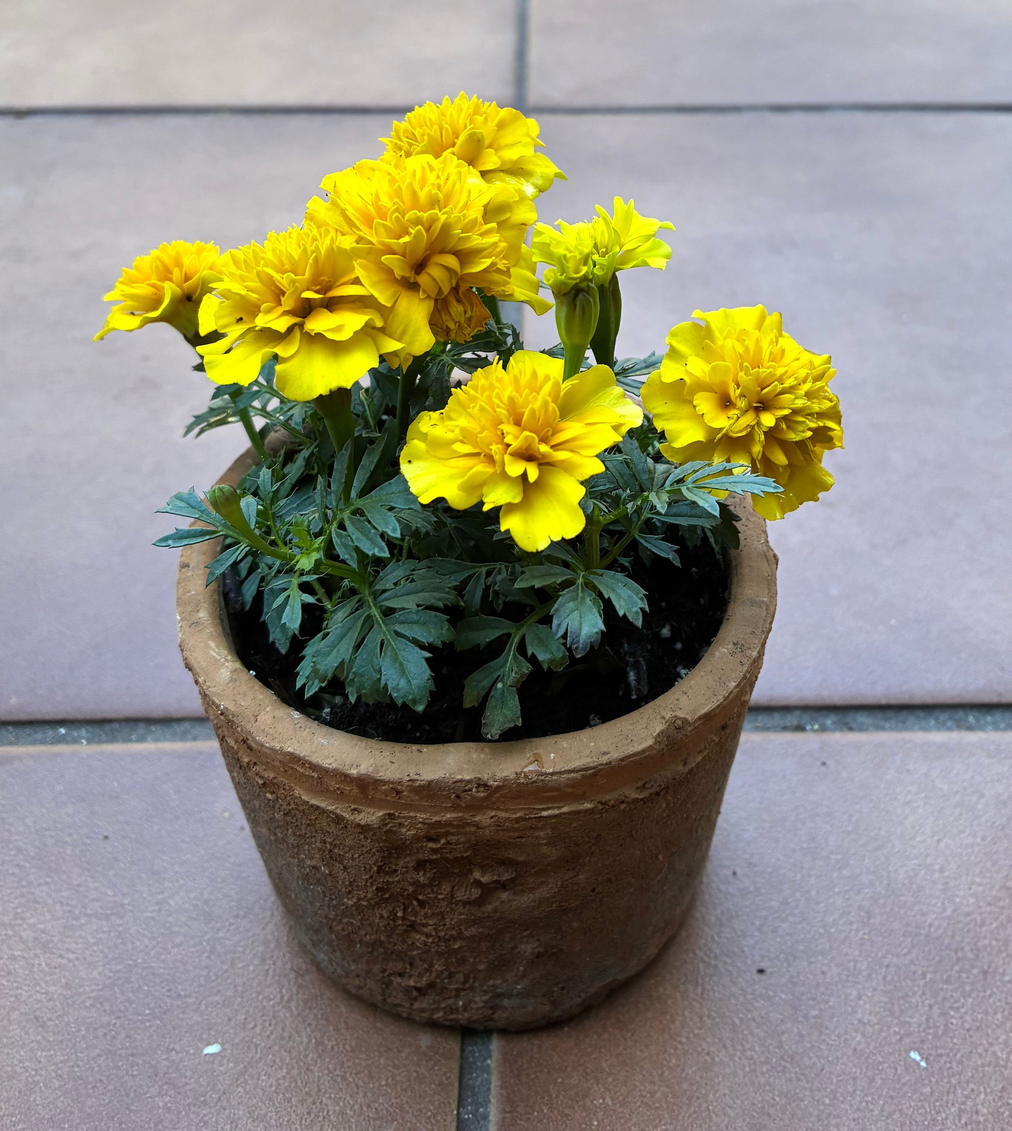 Harvest Floral Terracotta Planter