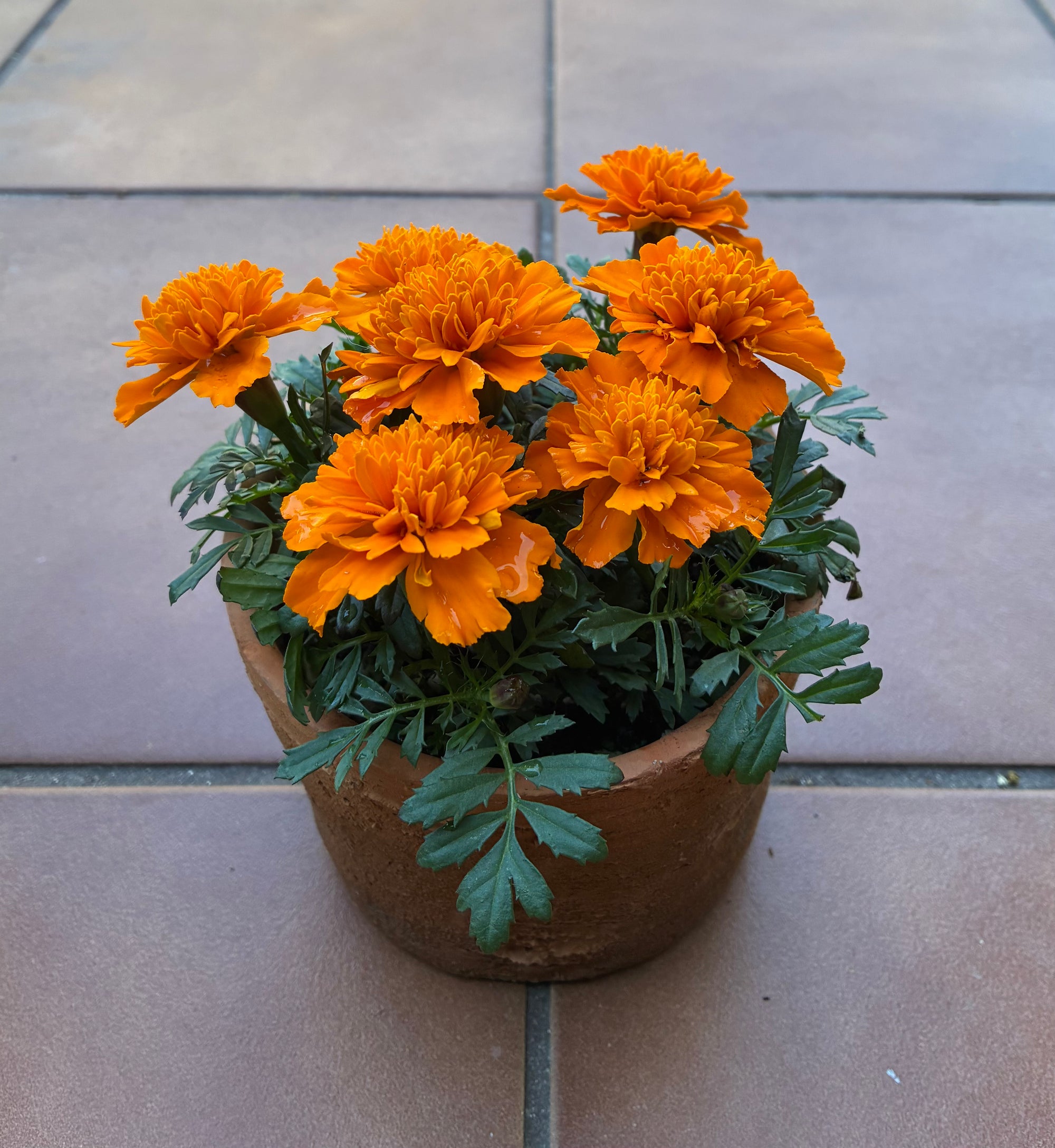 Harvest Floral Terracotta Planter