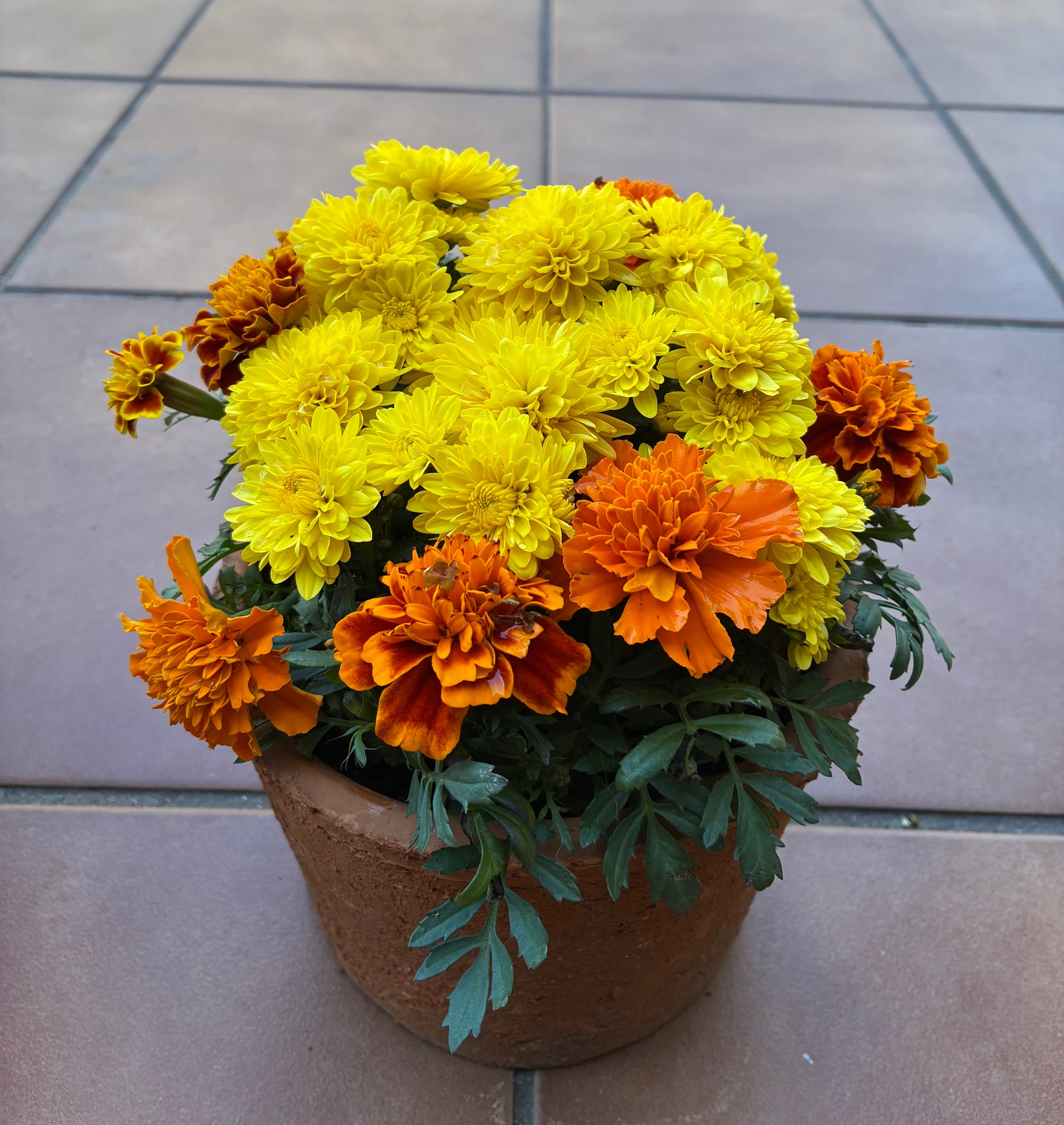 Harvest Floral Terracotta Planter