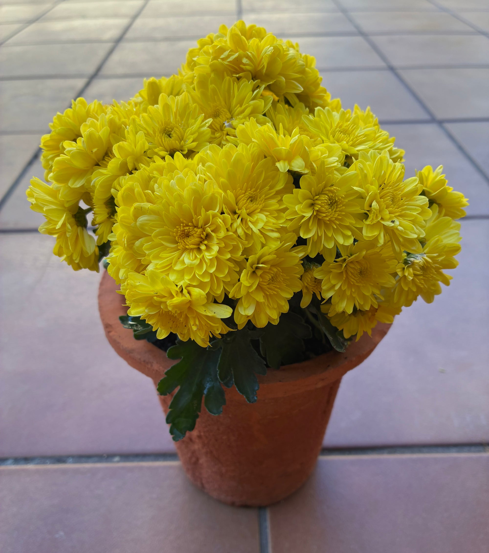 Harvest Floral Terracotta Planter