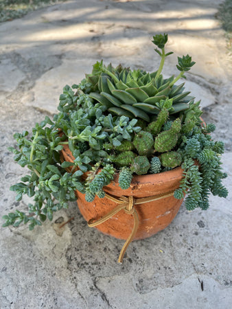 Terracotta Planter #624