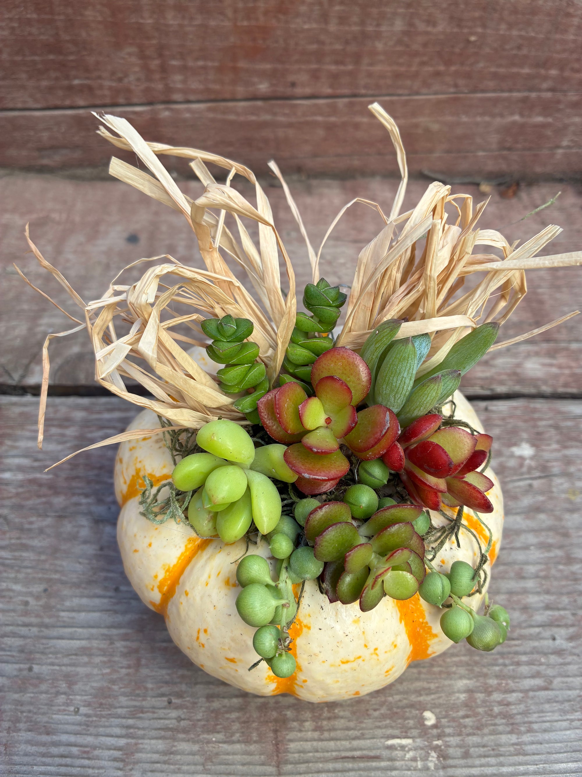 Pumpkin Succulent 