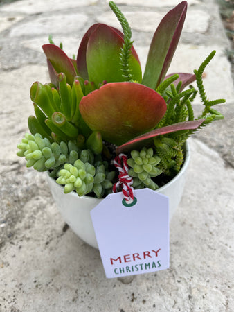 Holiday Succulent #636