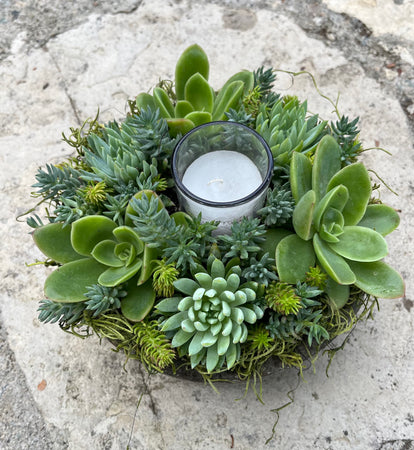 Circle Succulent #627