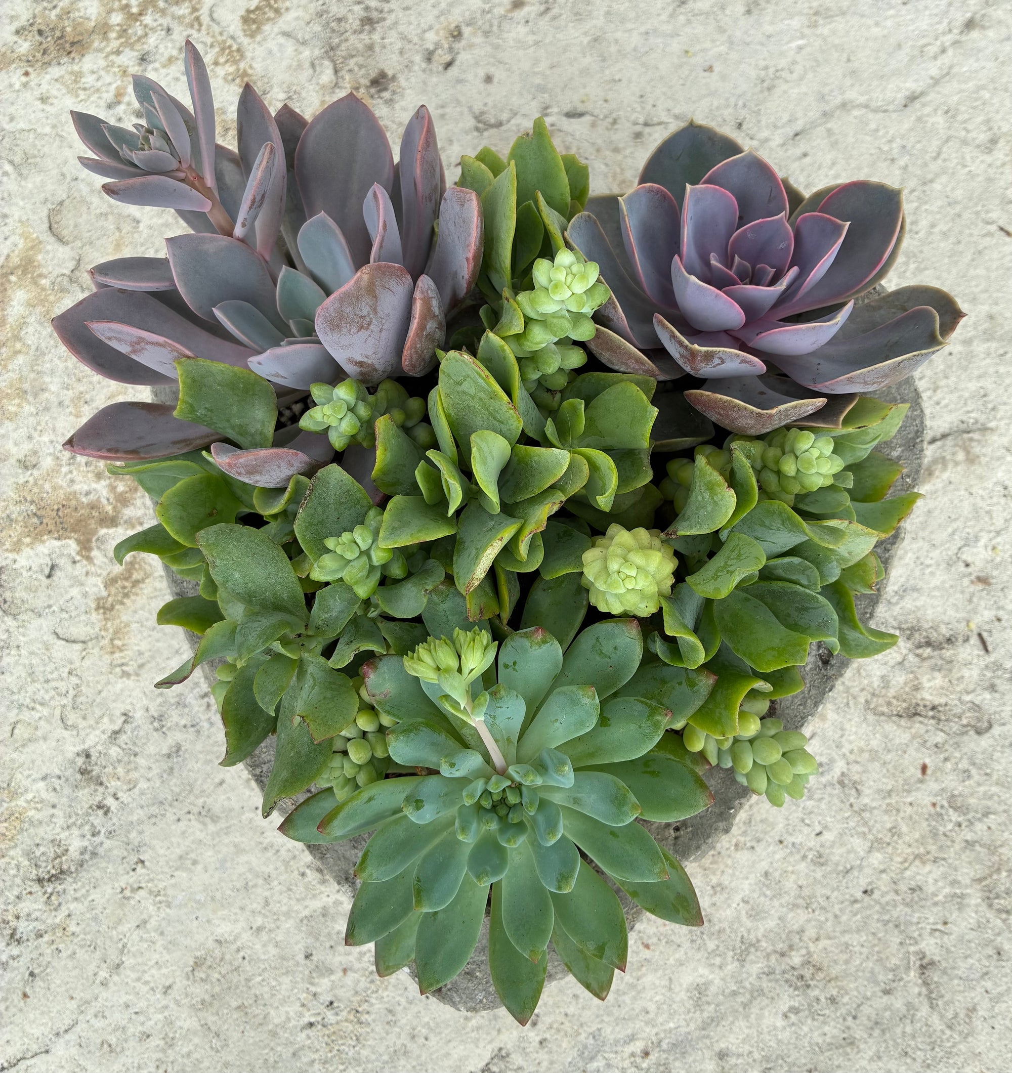 Large Heart Succulent 