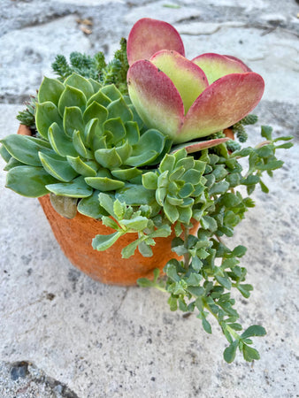 Terracotta Planter #547