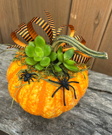 M Sparkler Pumpkin Succulent #582