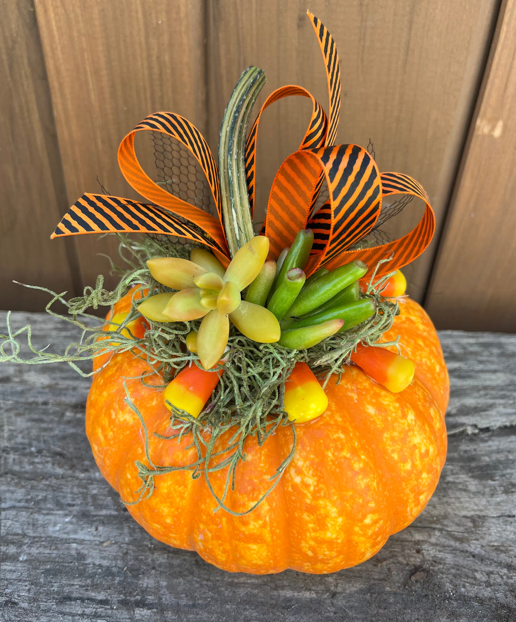 M Sparkler Pumpkin Succulent #563