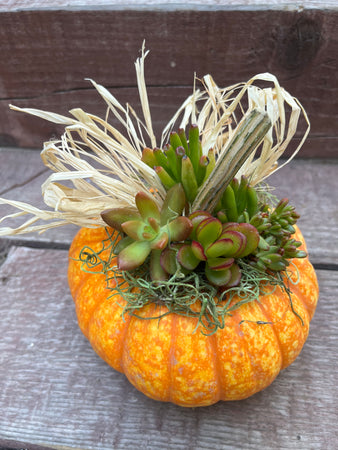 M Sparkler Pumpkin Succulent #550