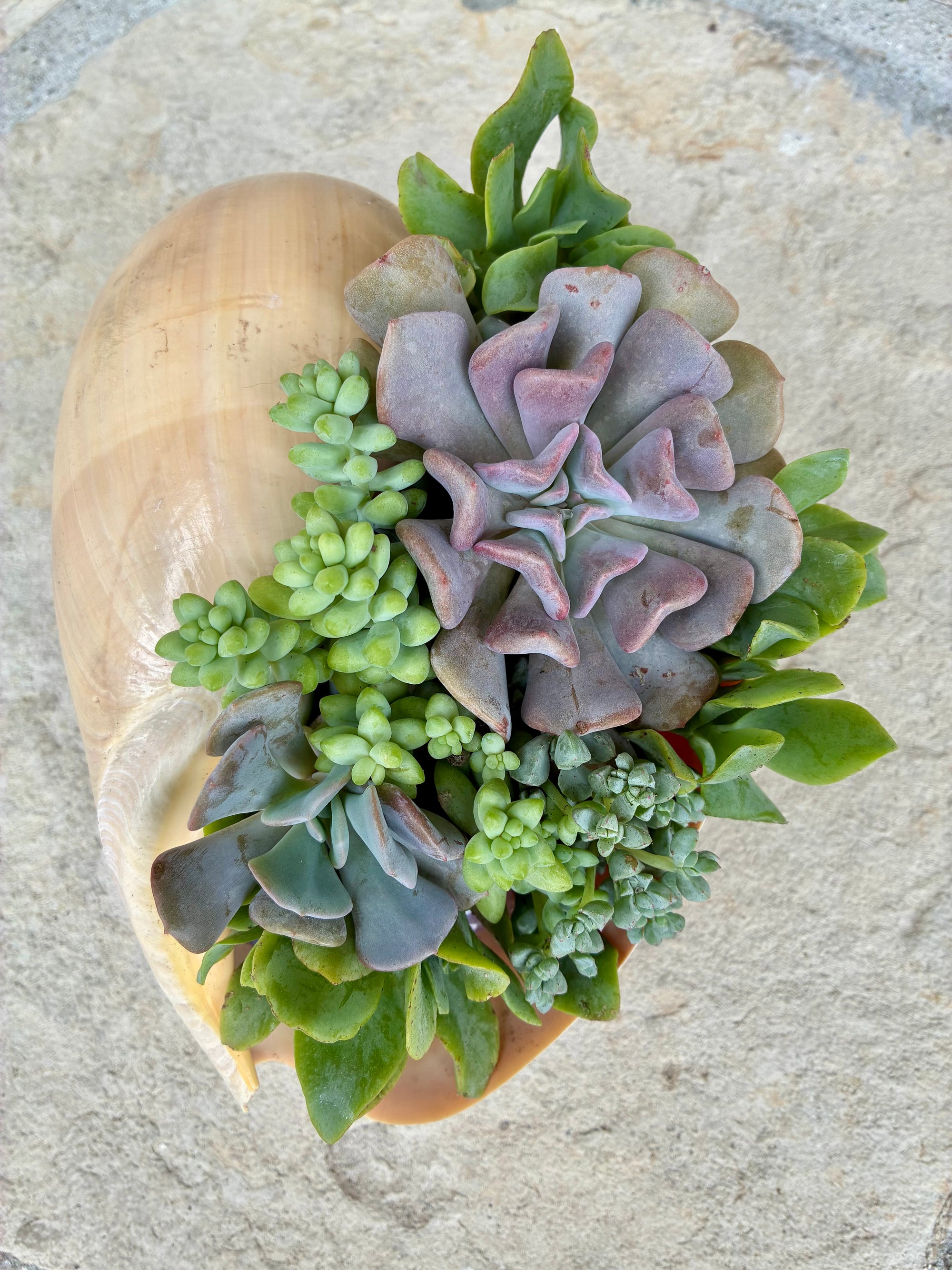 Seashell Succulent 