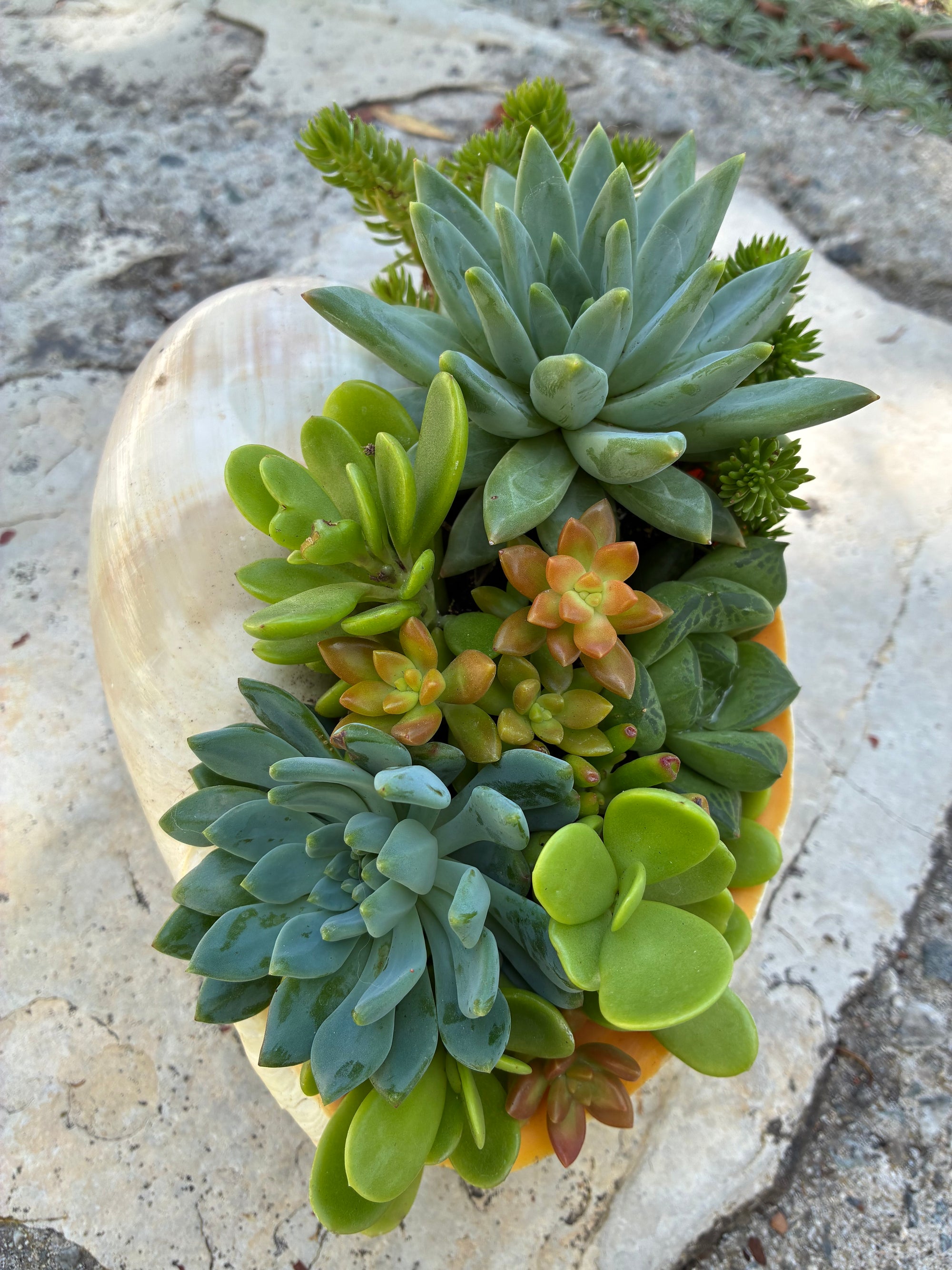 Seashell Succulent 
