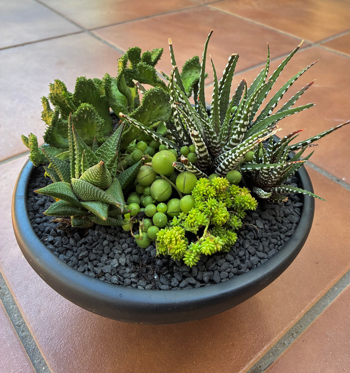 Halloween Succulent 