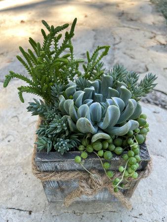 Box Succulent #620