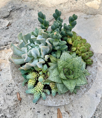 Circle Succulent #554