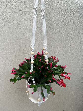 L Hanging Planter Succulent #616