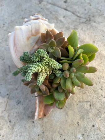 Seashell Succulent #623