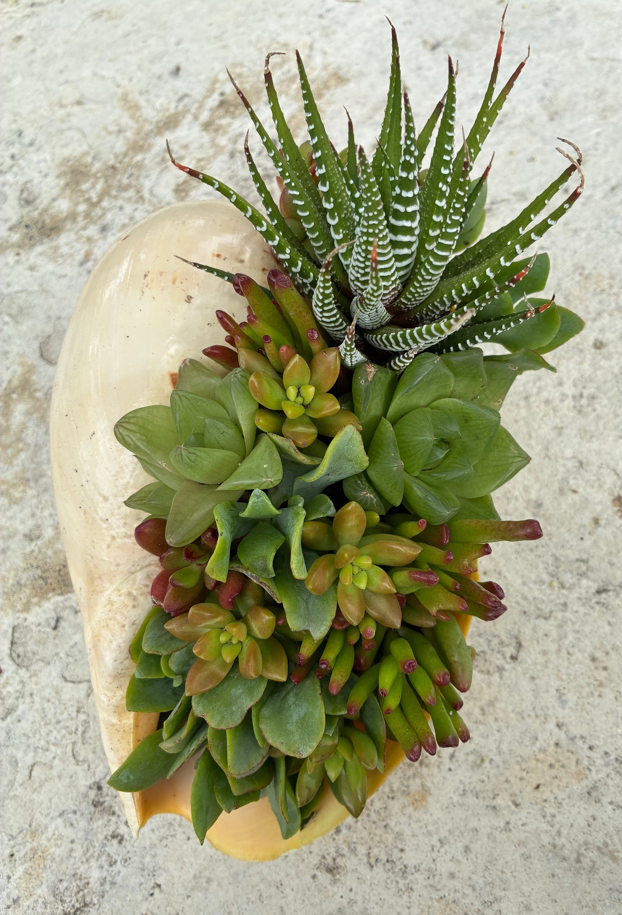 Seashell Succulent 