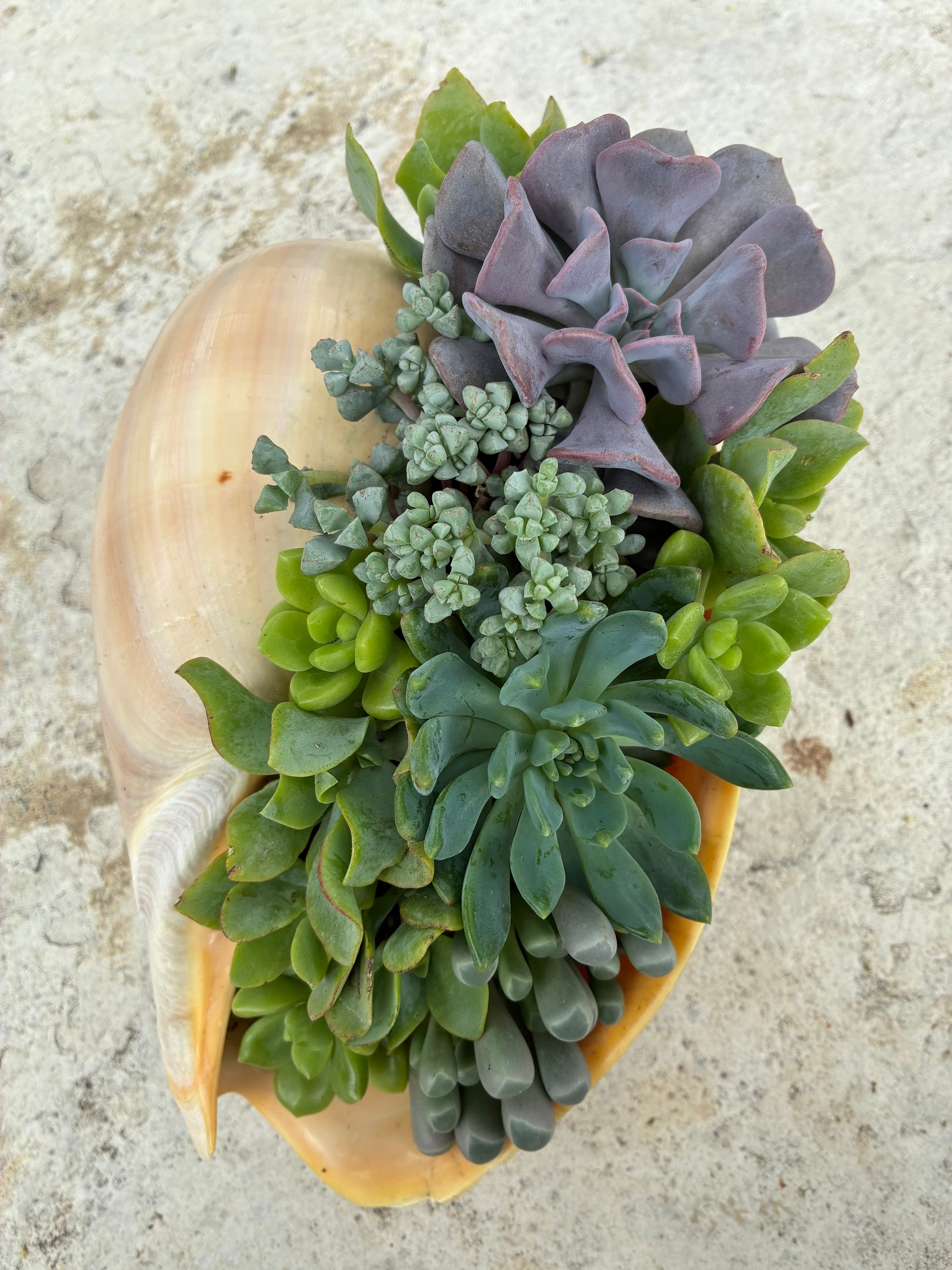 Seashell Succulent 
