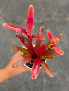 4" Fireball Neoreglia Plant - Good Morning Cactus