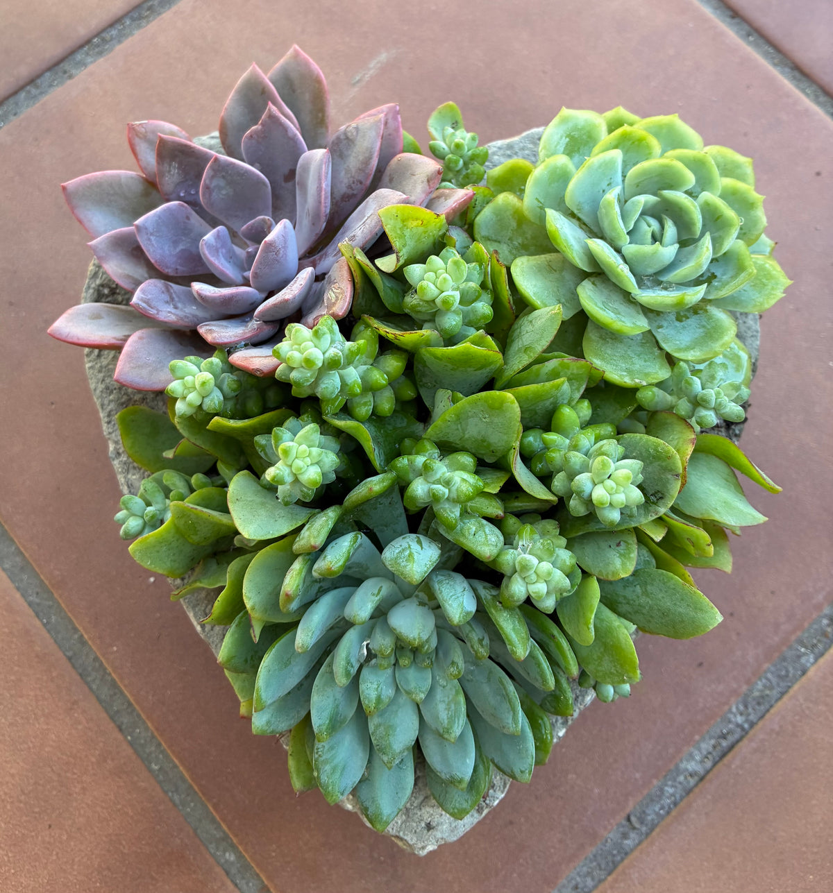 Small Heart Succulent 