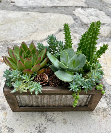 Recycled Box Succulent #613