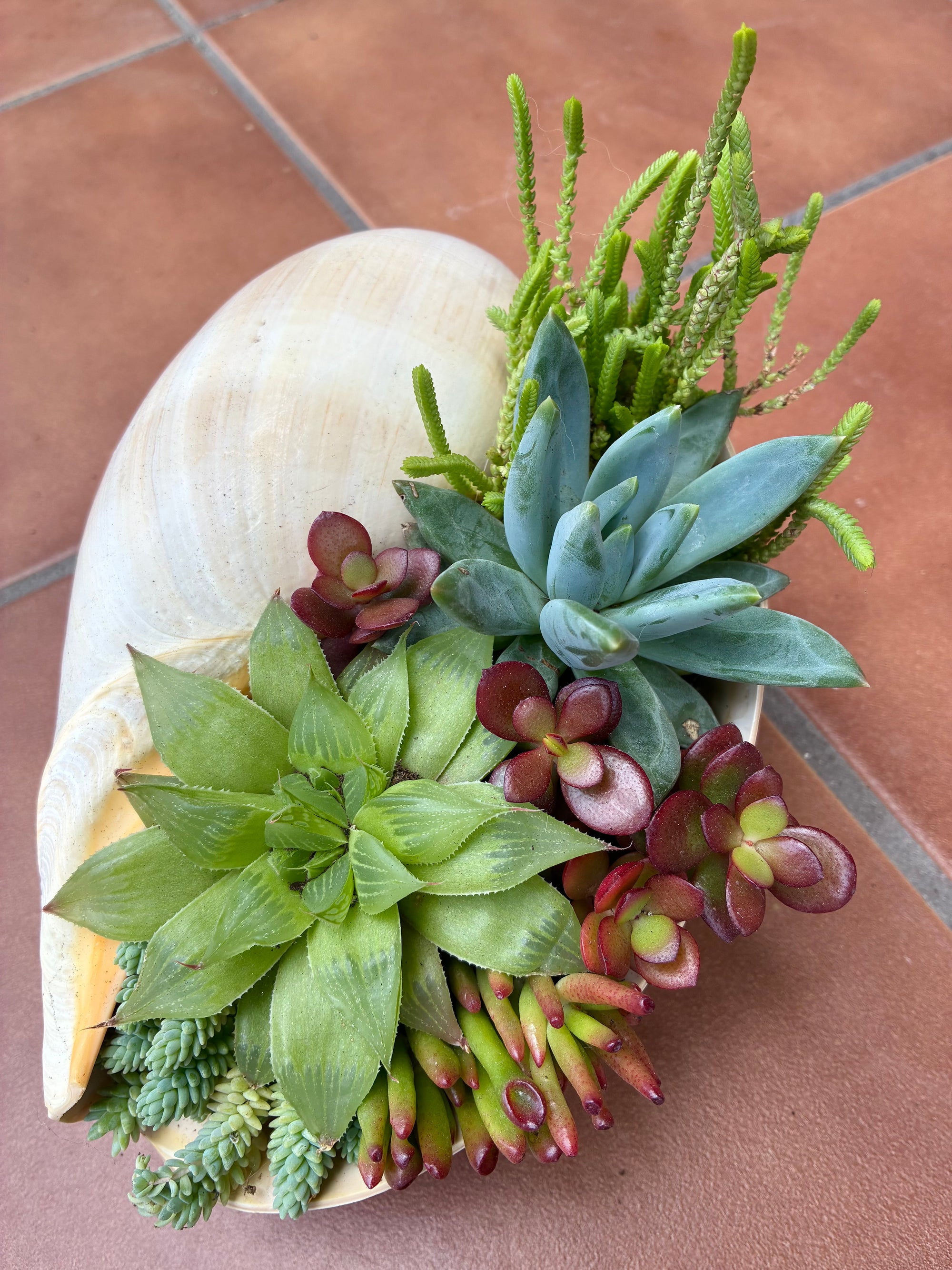 Seashell Succulent 