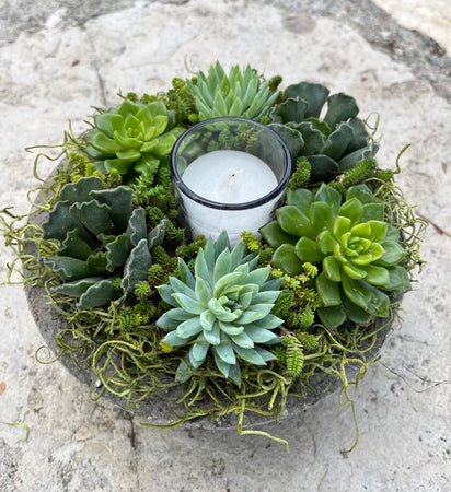 Circle Succulent #628