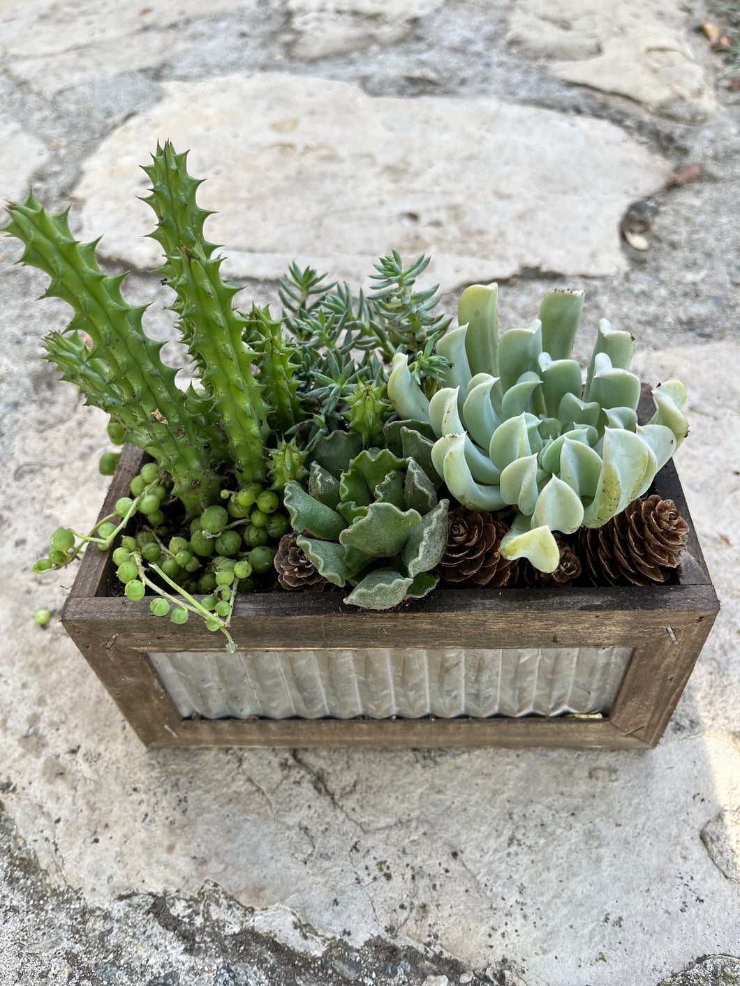 Recycled Box Succulent #634