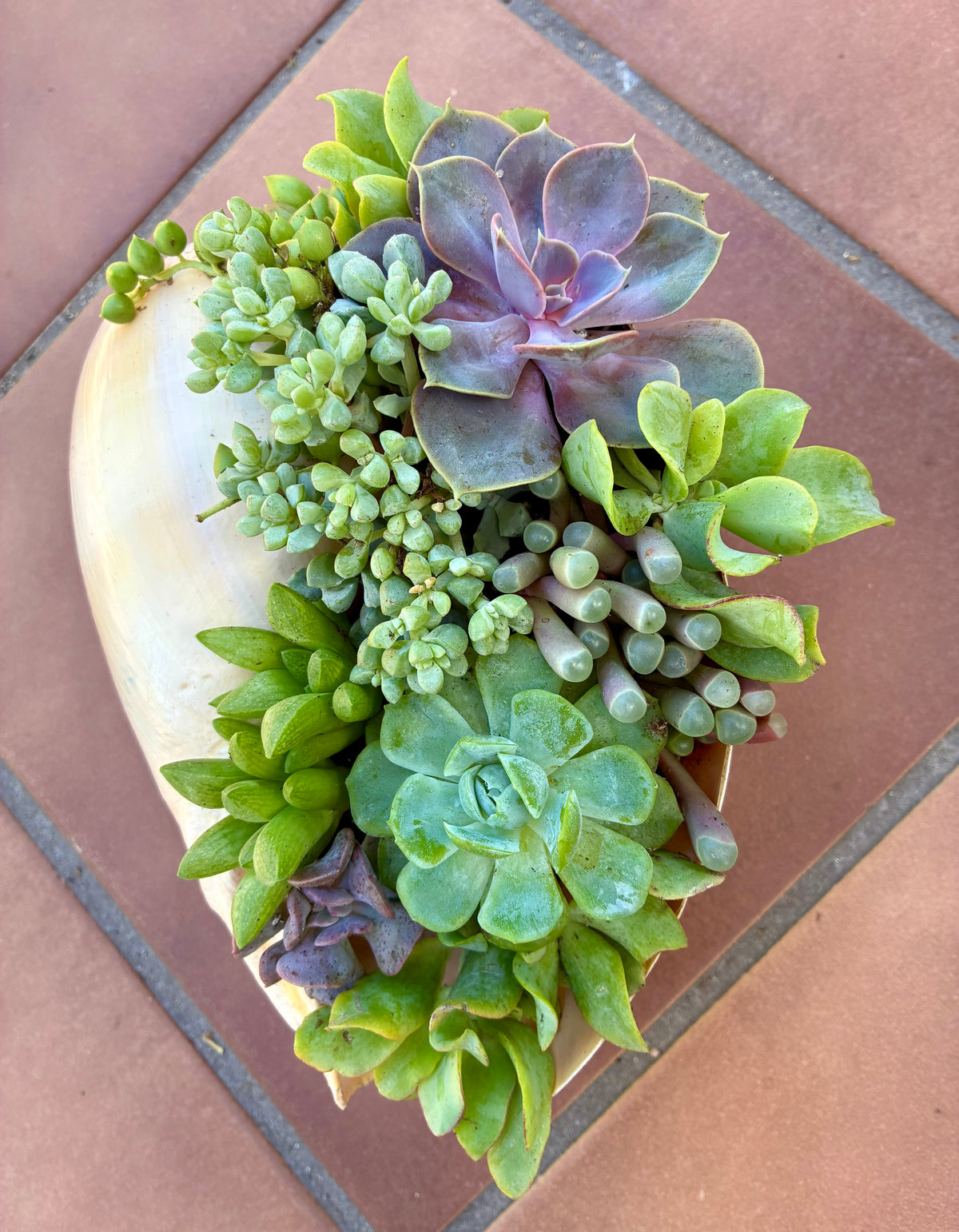 Seashell Succulent 