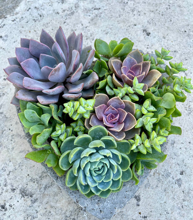 Large Heart Succulent #511